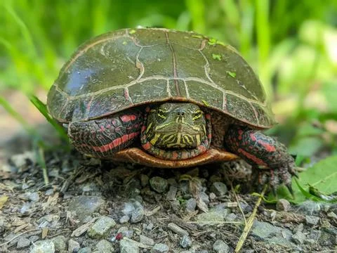 Painted Turtle Close-up Showing Red Markings on Shell and Textured Face Stock Photos