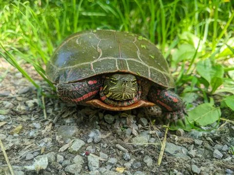 Painted Turtle Close-up Showing Red Markings on Shell and Textured Face Stock Photos