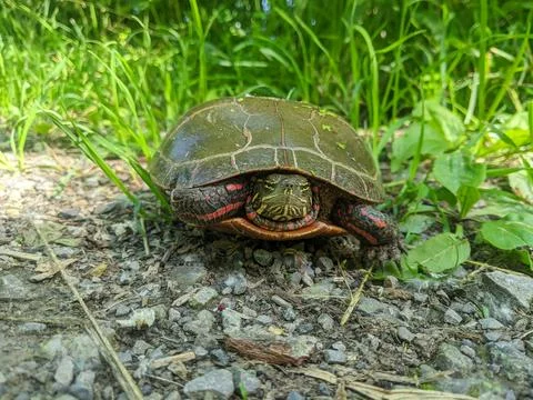 Painted Turtle Close-up Showing Red Markings on Shell and Textured Face Stock Photos