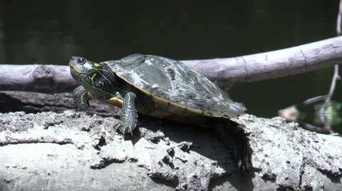 Painted turtle closeup on log in river Stock Footage 53434177