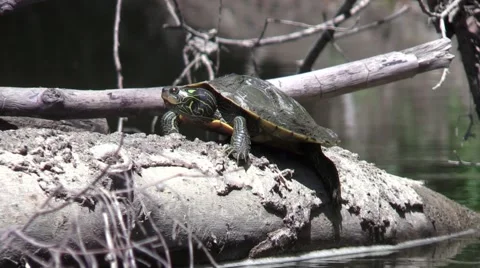 Painted turtle closeup sitting on log in river Stock Footage 53434355