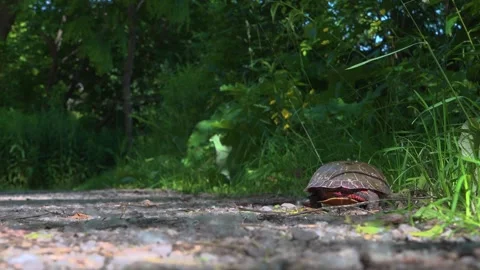 A painted turtle crawling down a gravel pathway in forest Stock Footage 322538815