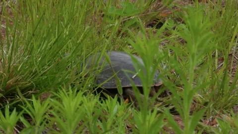 Painted Turtle Crossing Sand and Grass, Tight Field Framing Stock Footage 325634145