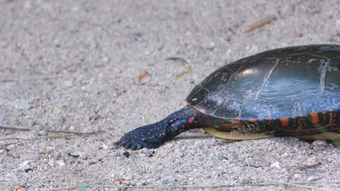Painted Turtle Crossing Sandy Terrain, Shell Color Detail Visible Stock Footage 325634757