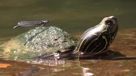Painted turtle with damselfly on back nature animal Stock Footage 53838281
