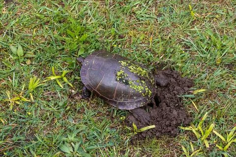 Painted turtle digging hole for laying eggs Stock Photos