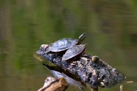 Painted turtle on a floating log Stock Photos