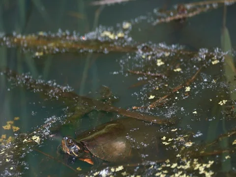 Painted Turtle floating in marsh looking around Stock Footage 76986231