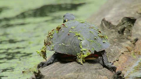 Painted Turtle Vidéo 11235279