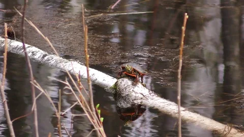 Painted Turtle Stock Footage 75657310