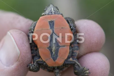 Painted Turtle Hatchling Underside Stock Photos