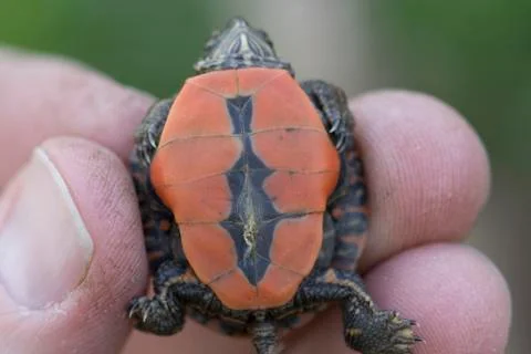 Painted Turtle Hatchling Underside Stock Photos