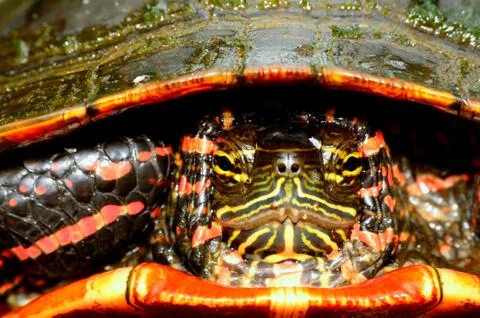 Painted turtle head Stock Photos