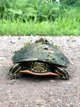 Painted turtle head on walking in the sun 写真素材