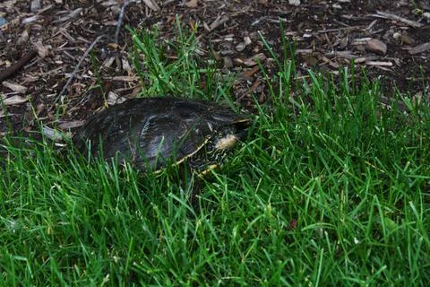 Painted turtle hiding in grass Stock Photos