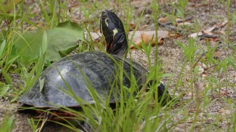 Painted Turtle Lifts Neck High, Testing the Air Stock Footage 325634245