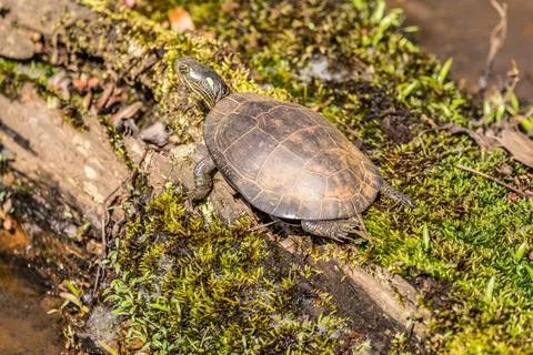 Painted turtle on a log closeup Stock Photos