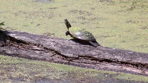 Painted Turtle on Log Vídeos de archivo 203583623