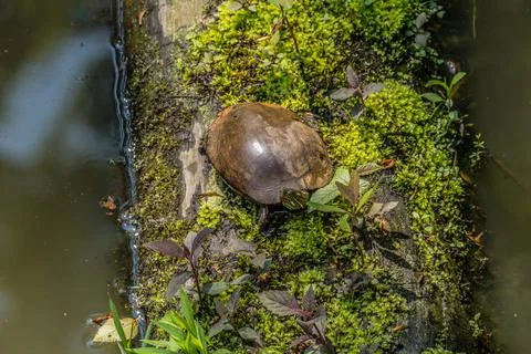 Painted turtle on a log Stock Photos