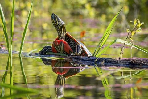 Painted turtle on a log. Stock Photos