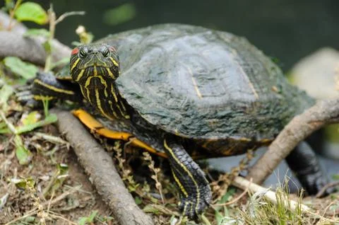 Painted turtle on log by pond, showing yellow stripes and semi-aquatic nature Stock Photos