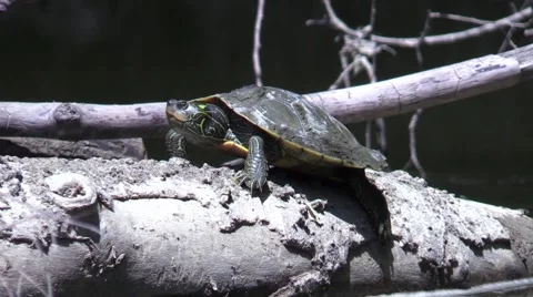 Painted turtle on log in river closeup wildlife nature animal Stock Footage 53433688