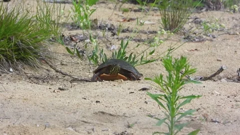 Painted Turtle Methodically Searches Shore for Egg-Laying Ground Video stock 325634272