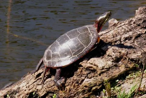 Painted turtle Stock Photos
