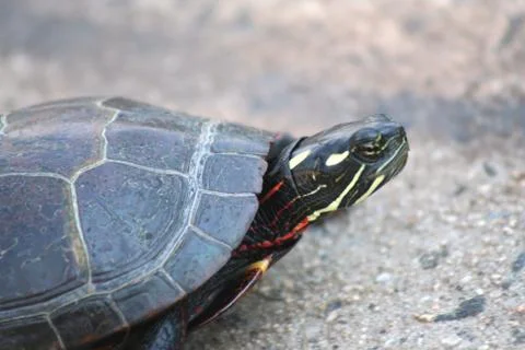 Painted turtle Stock Photos