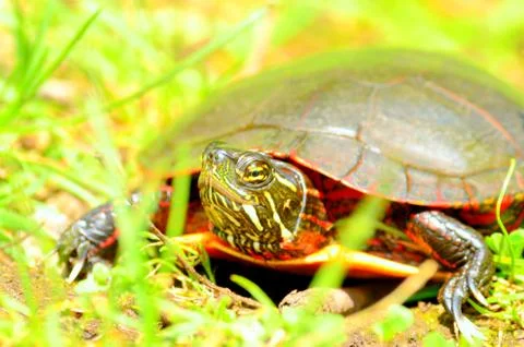 Painted turtle Stock Photos