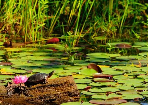 Painted turtle Stock Photos