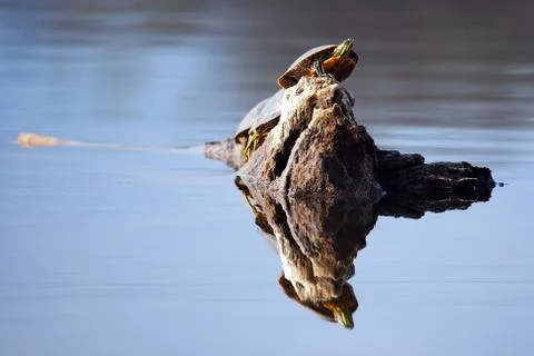 Painted turtle Stock Photos