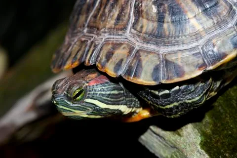 Painted turtle Stock Photos