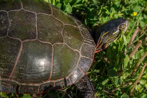 Painted Turtle Stock Photos