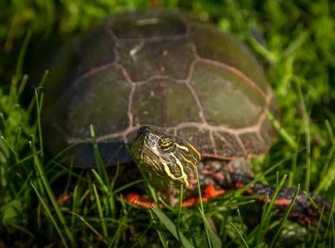 Painted Turtle 스톡 사진
