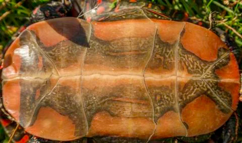 Painted Turtle Stock Photos