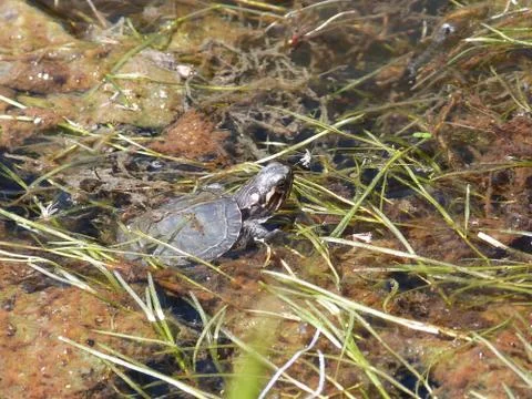 Painted turtle Foto stock