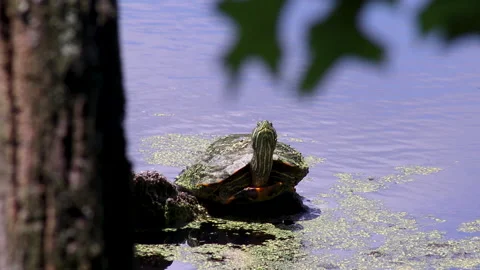 Painted Turtle in Pond Vídeos de archivo 203583546