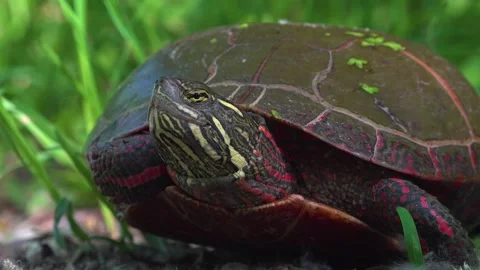 A Painted Turtle Resting Calmly Among Green Grass and Earthy Path Stock Footage 322538752