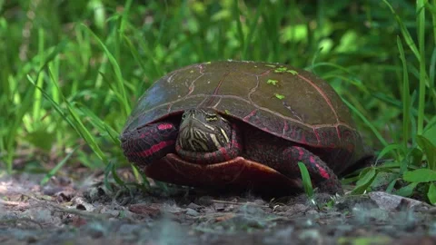 A Painted Turtle Resting Calmly Among Green Grass and Earthy Path Stock Footage 322539248