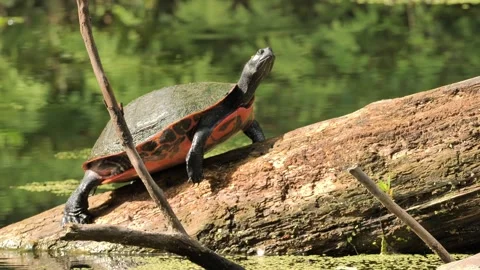 A painted turtle is resting. Stock Footage 337356433