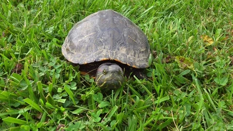 Painted Turtle Resting on Green Grass in Michigan Yard on Warm Summer Day Stock Footage 319465074