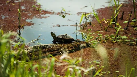 Painted Turtle Resting on Log at Ridgefield National Wildlife Refuge Stock Footage 343018517