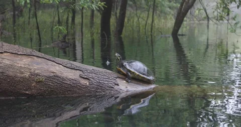 A painted turtle rests on a fallen log in a calm forest pond surrounded by Stock Footage 321322662
