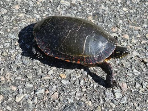 Painted Turtle on Road Foto stock