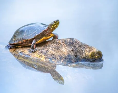 Painted Turtle on a rock basking in the sun Stock Photos