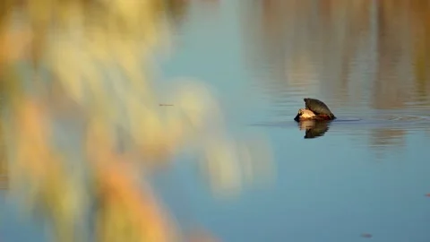 Painted turtle on the rock observing its surrounding Stock Footage 143051199