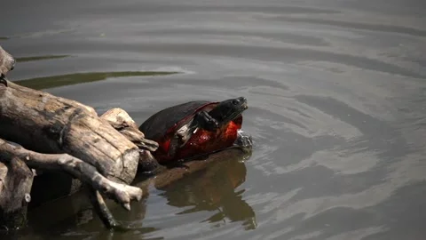 Painted turtle shows off red orange underbelly as it grasps onto log in Stock Footage 252111615
