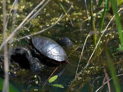 Painted Turtle Sitting on a log in 4k Stock Footage 76986425