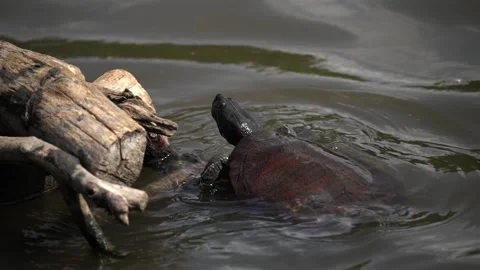 Painted turtle slowly crawls and breaches through water surface grasping Stock Footage 252111162